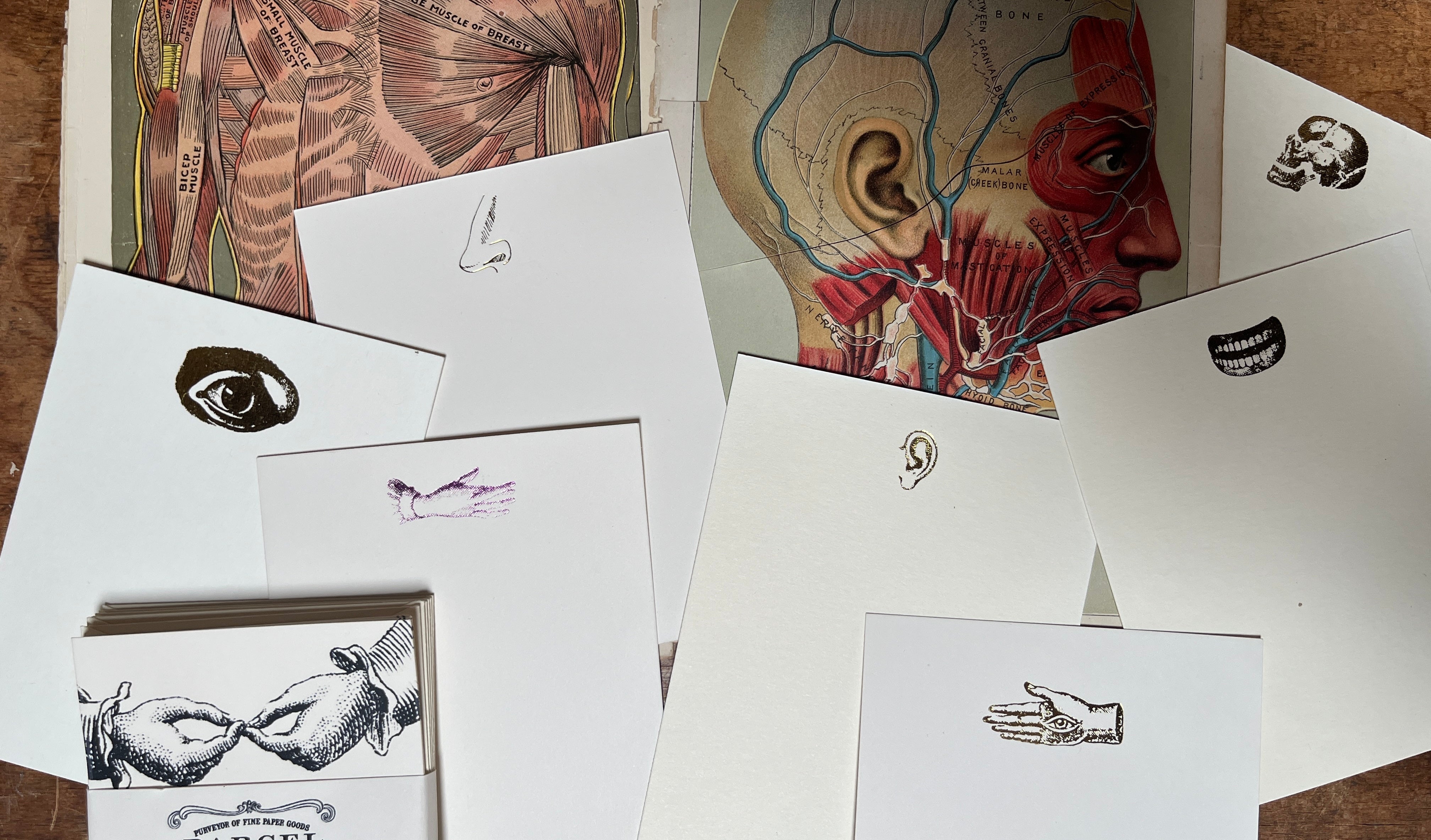 Anatomical