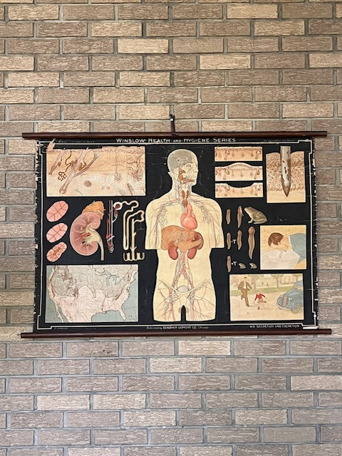 Vintage "Secretion and Excretion" Anatomical Chart - PARCEL
