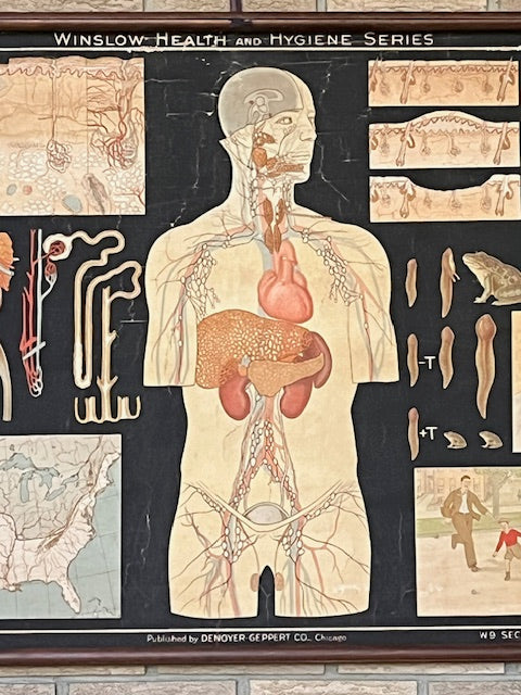 Vintage "Secretion and Excretion" Anatomical Chart - PARCEL