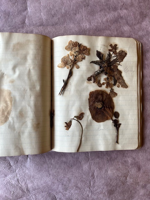 Pressed Flower Notebook from 1886