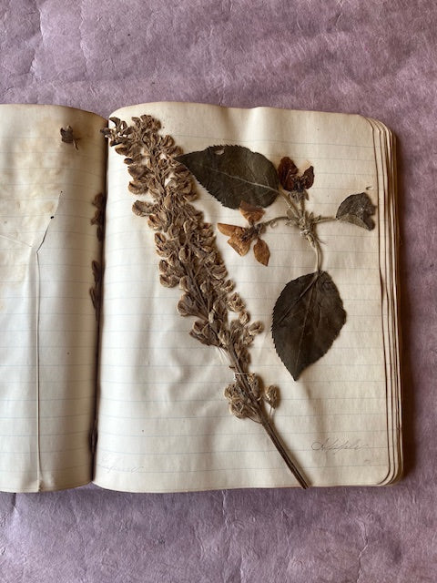 Pressed Flower Notebook from 1886