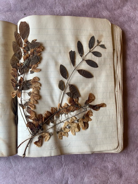 Pressed Flower Notebook from 1886