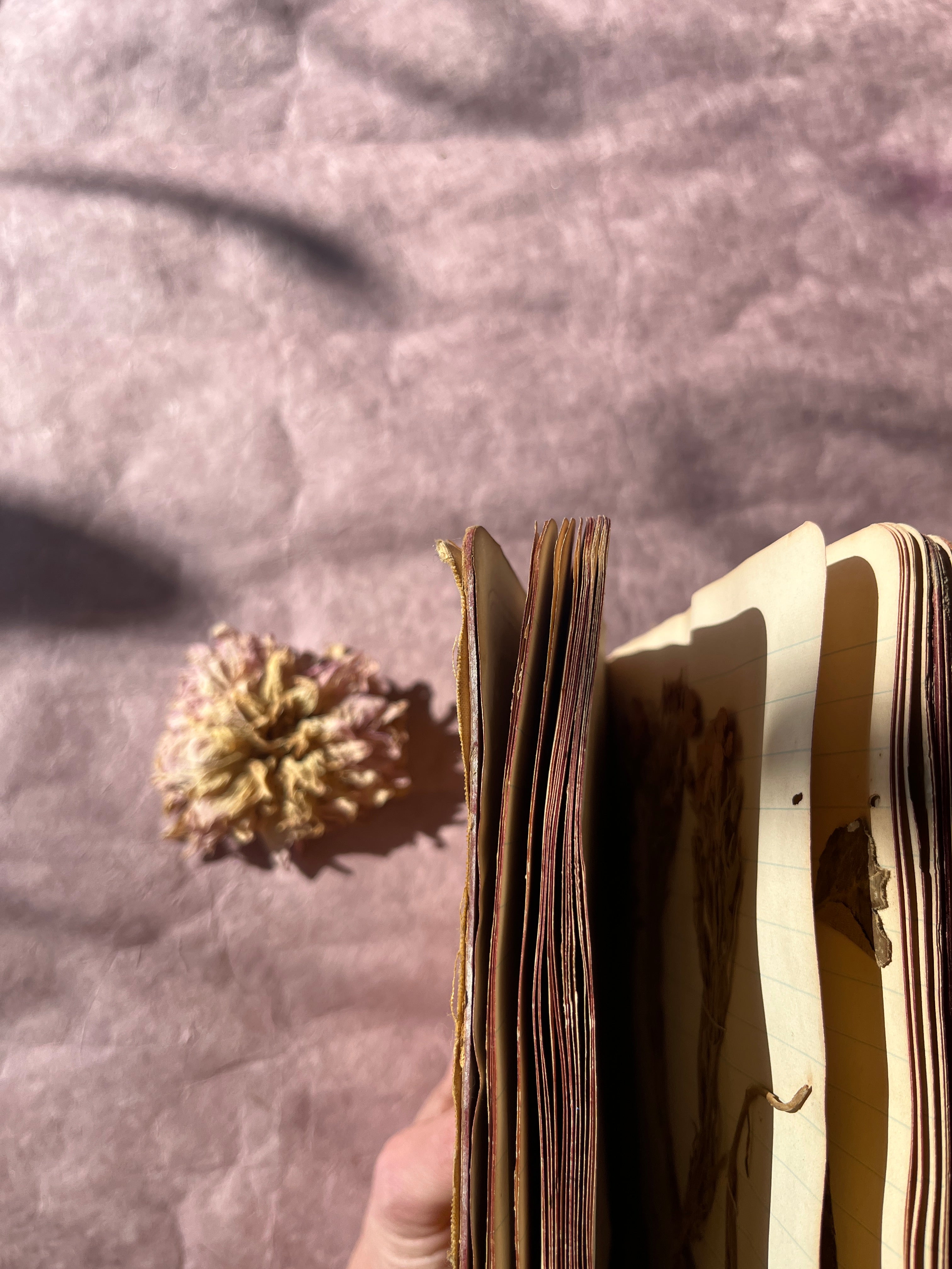 Pressed Flower Notebook from 1886