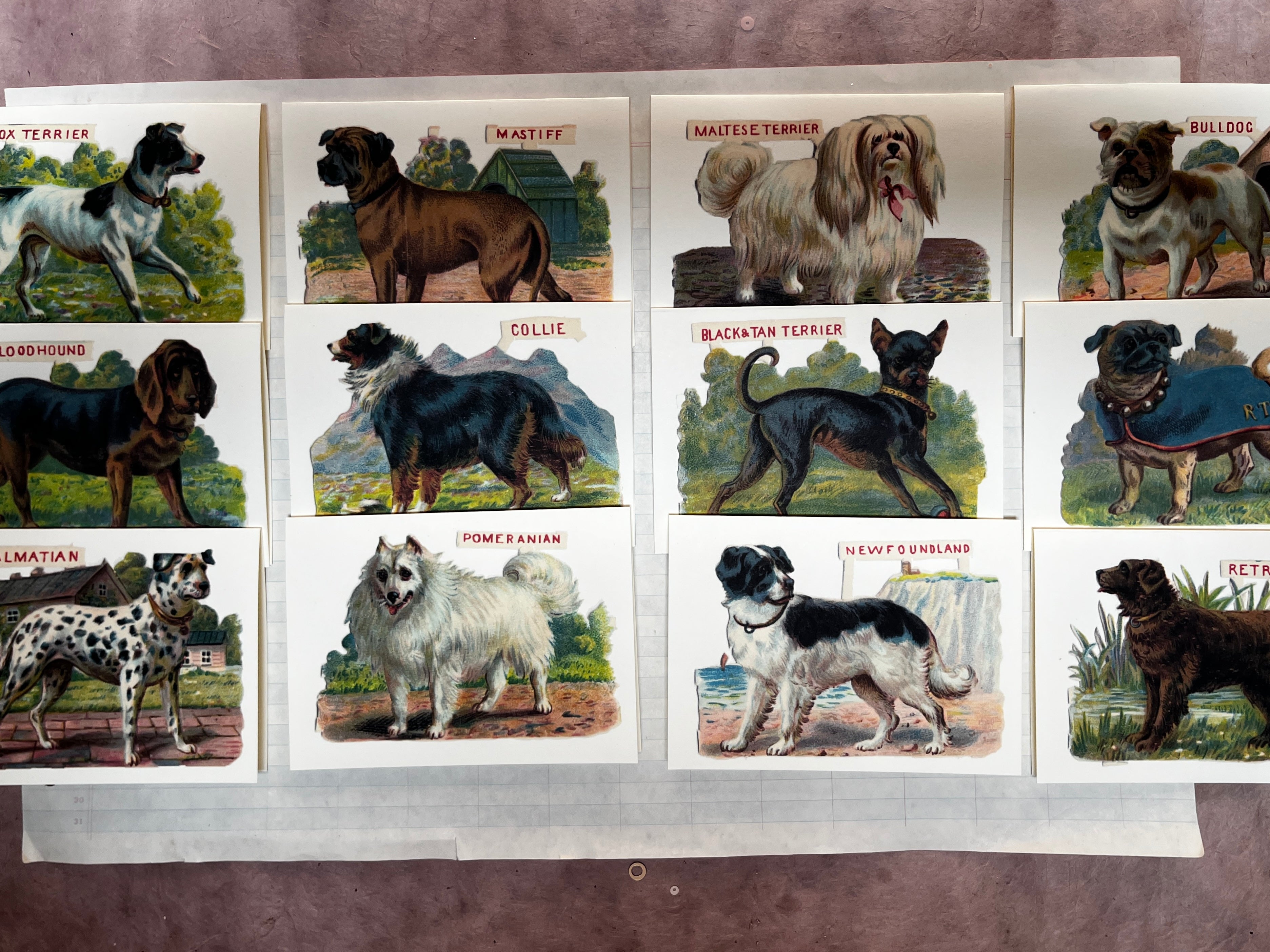 Classic Canine Cards - PARCEL
