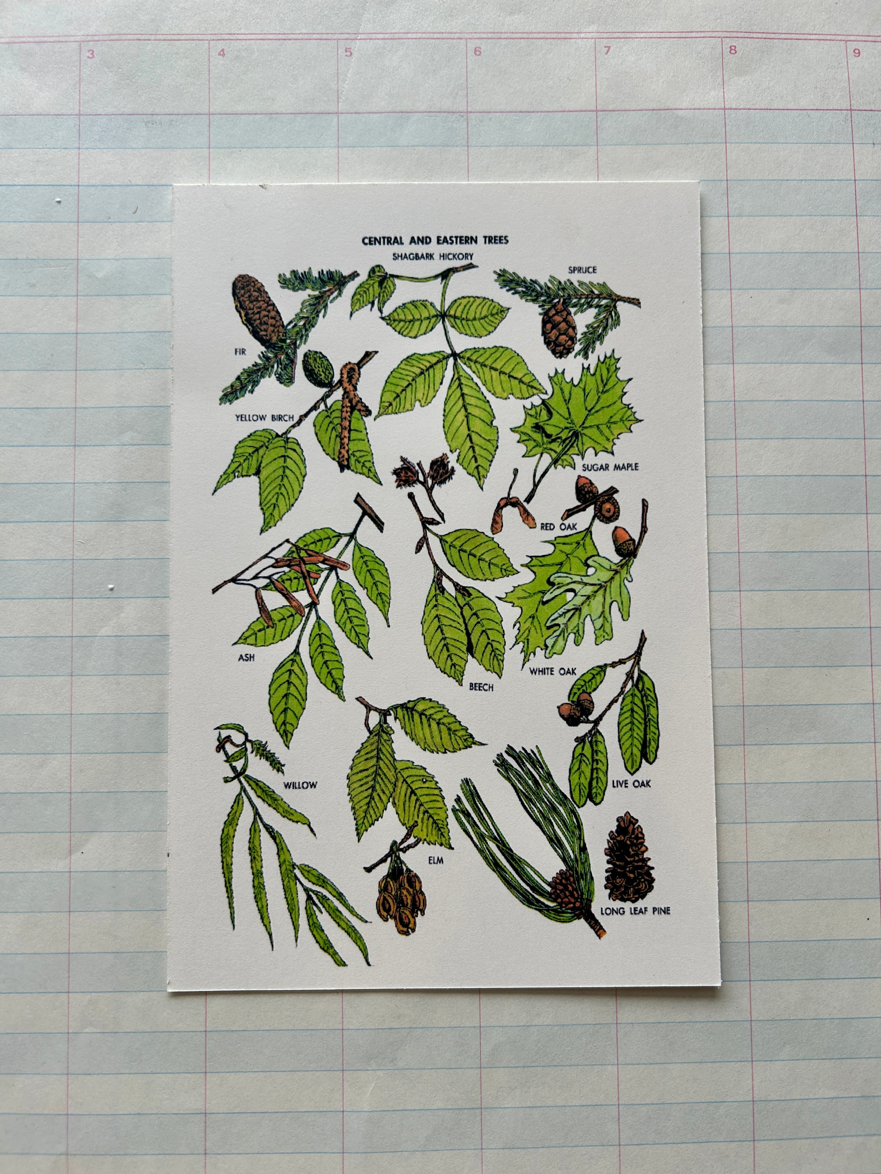 Camp Wanderful Post Card Set - PARCEL