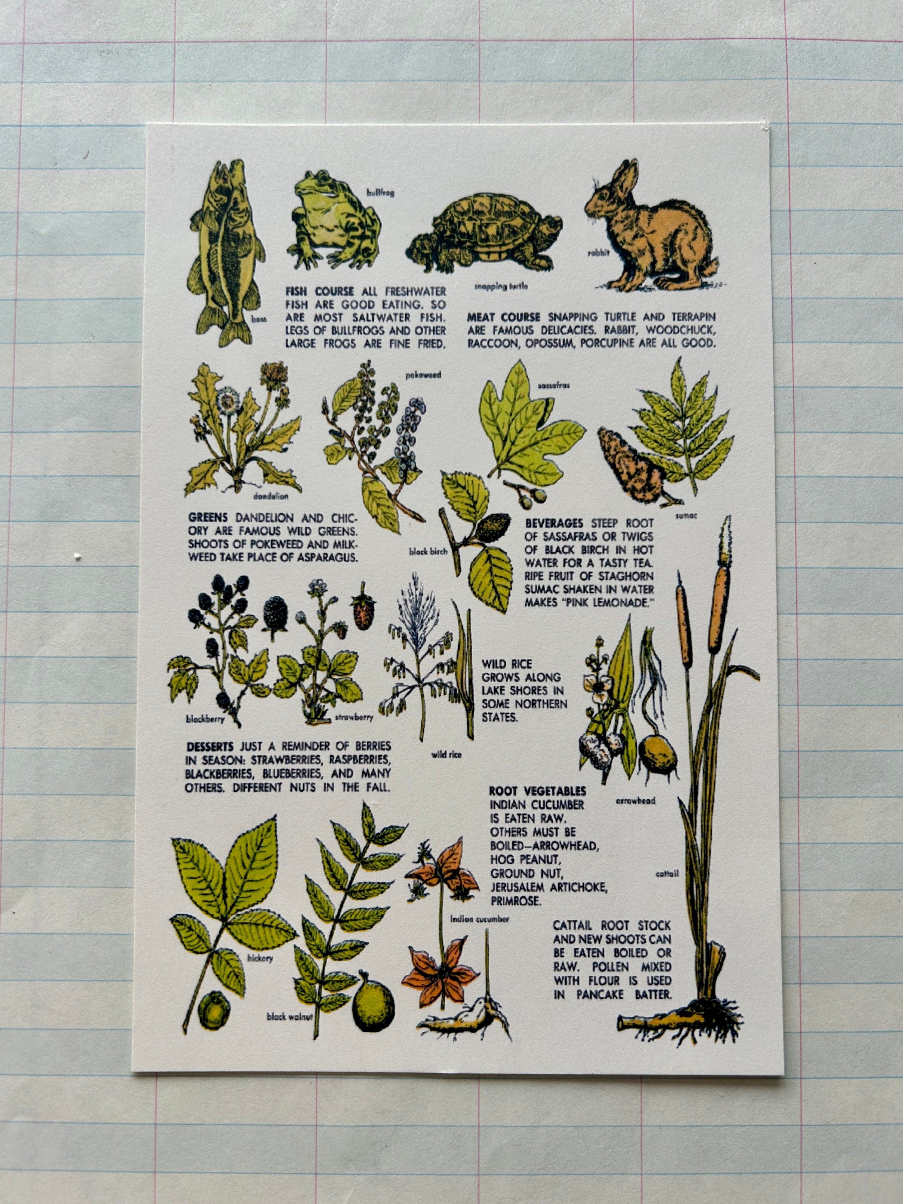 Camp Wanderful Post Card Set - PARCEL