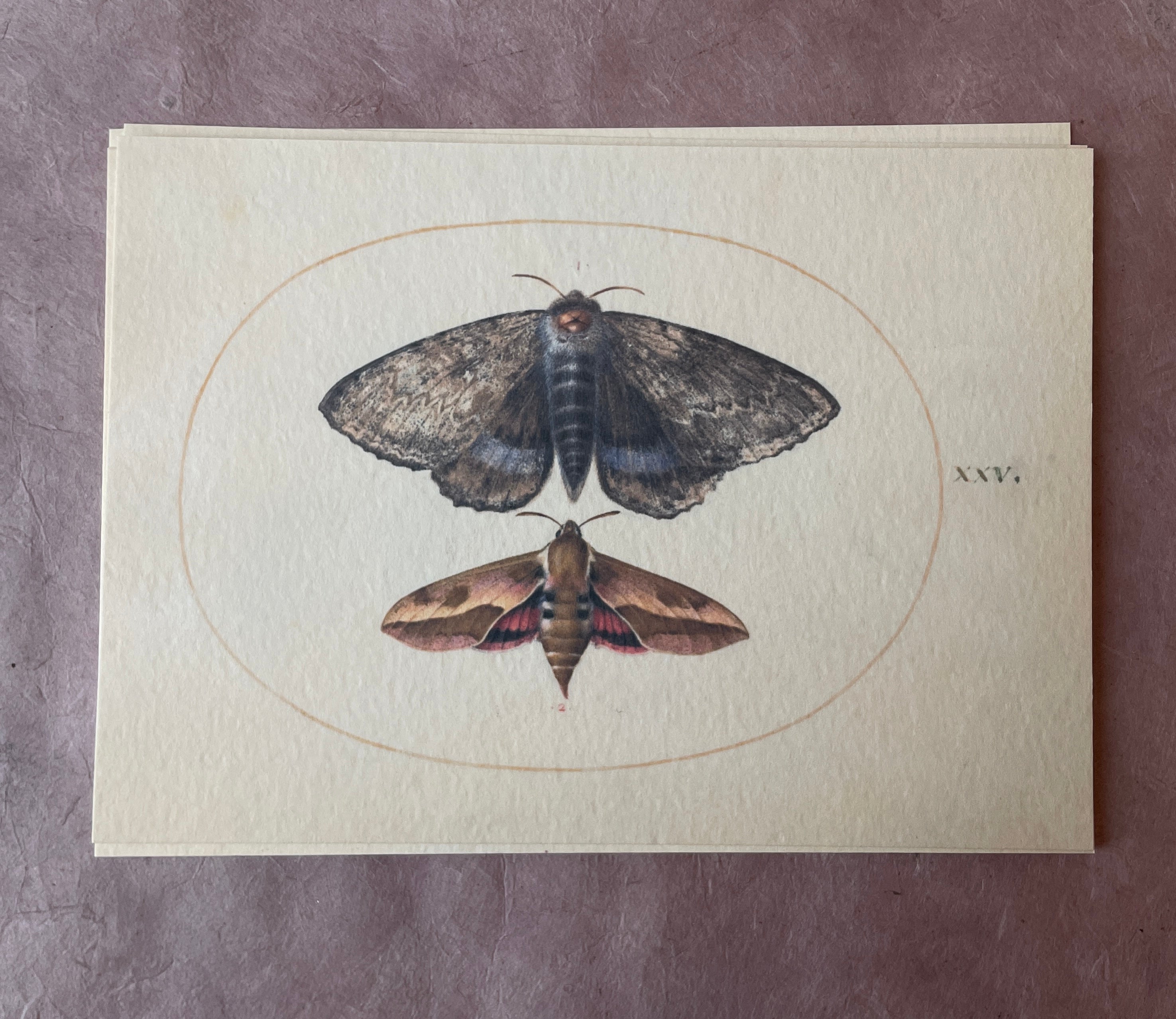 Insecta Art Cards - PARCEL