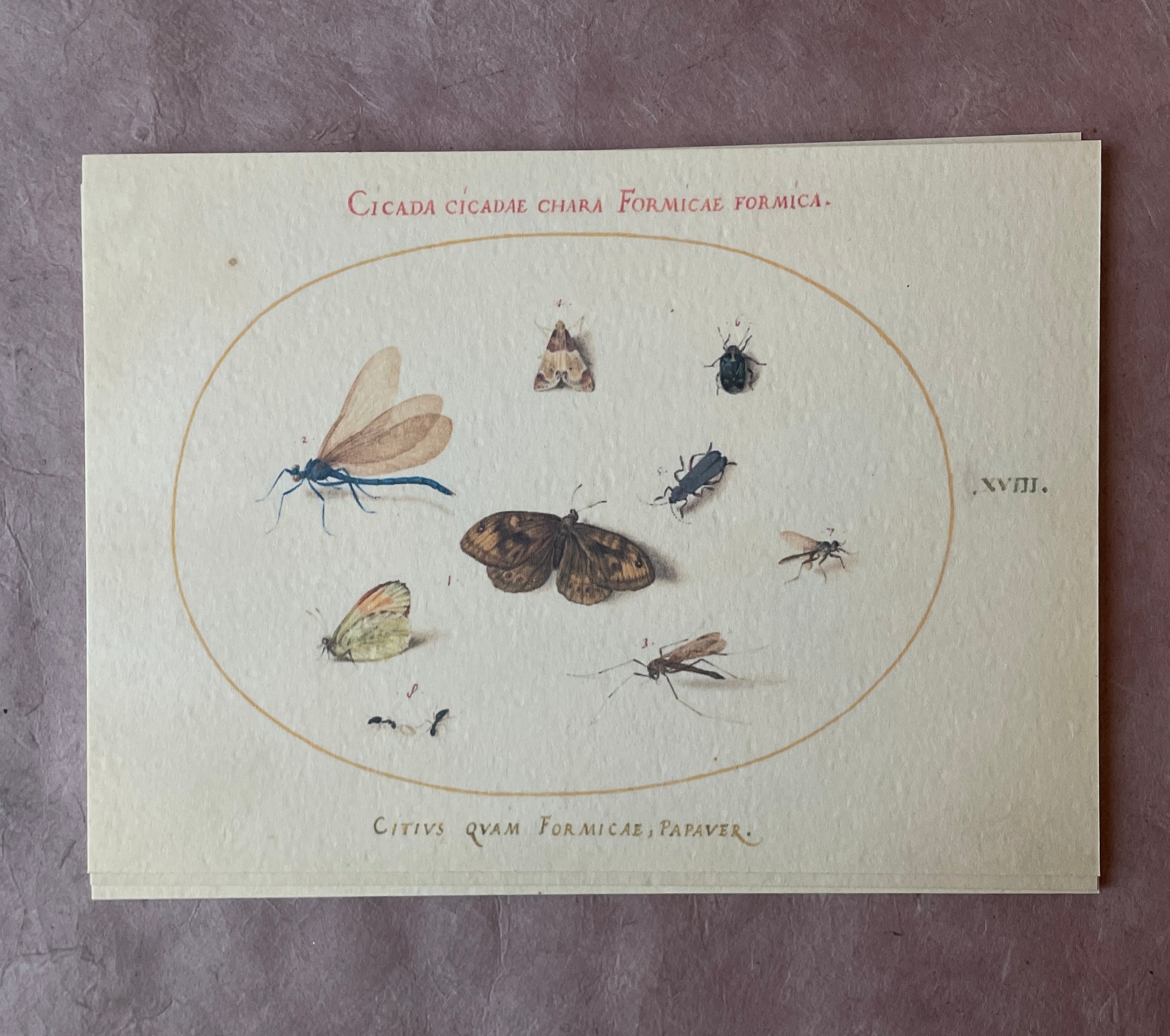 Insecta Art Cards - PARCEL