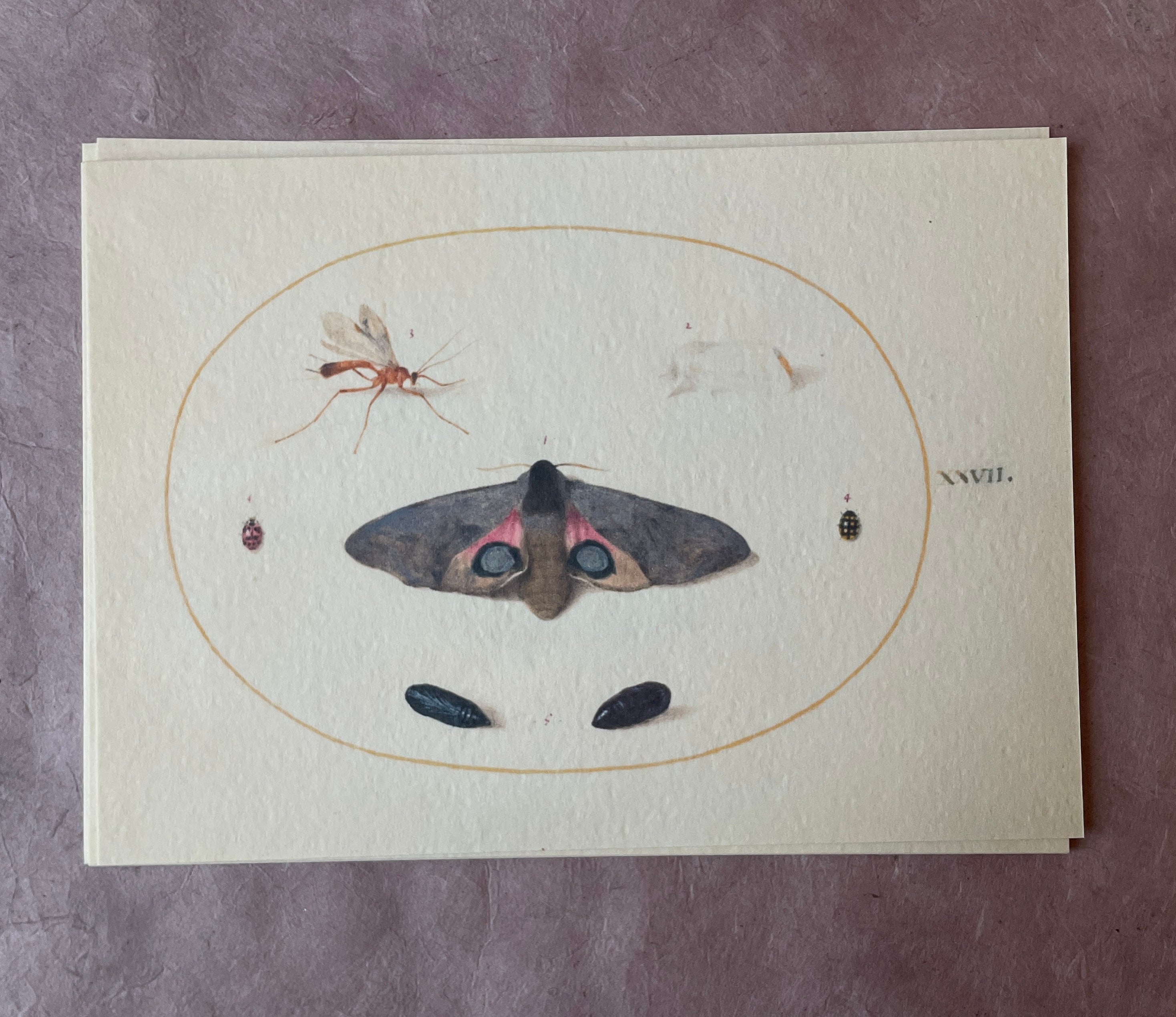 Insecta Art Cards - PARCEL