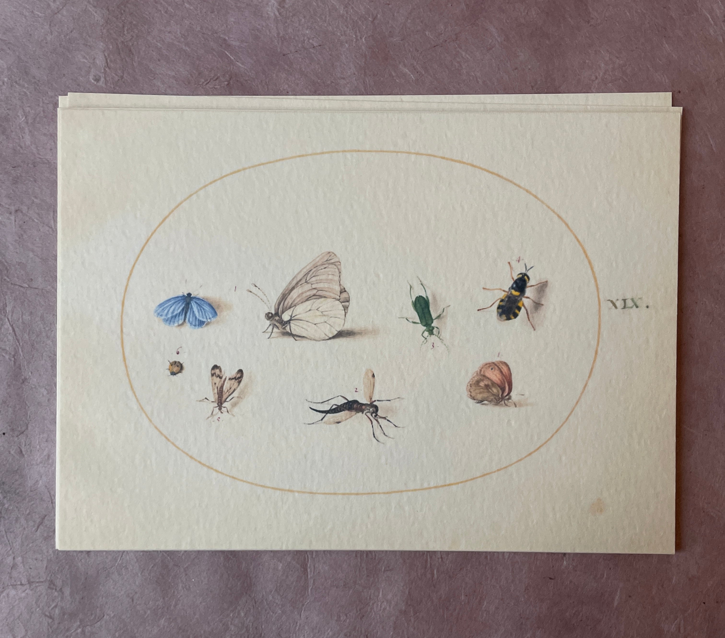 Insecta Art Cards - PARCEL