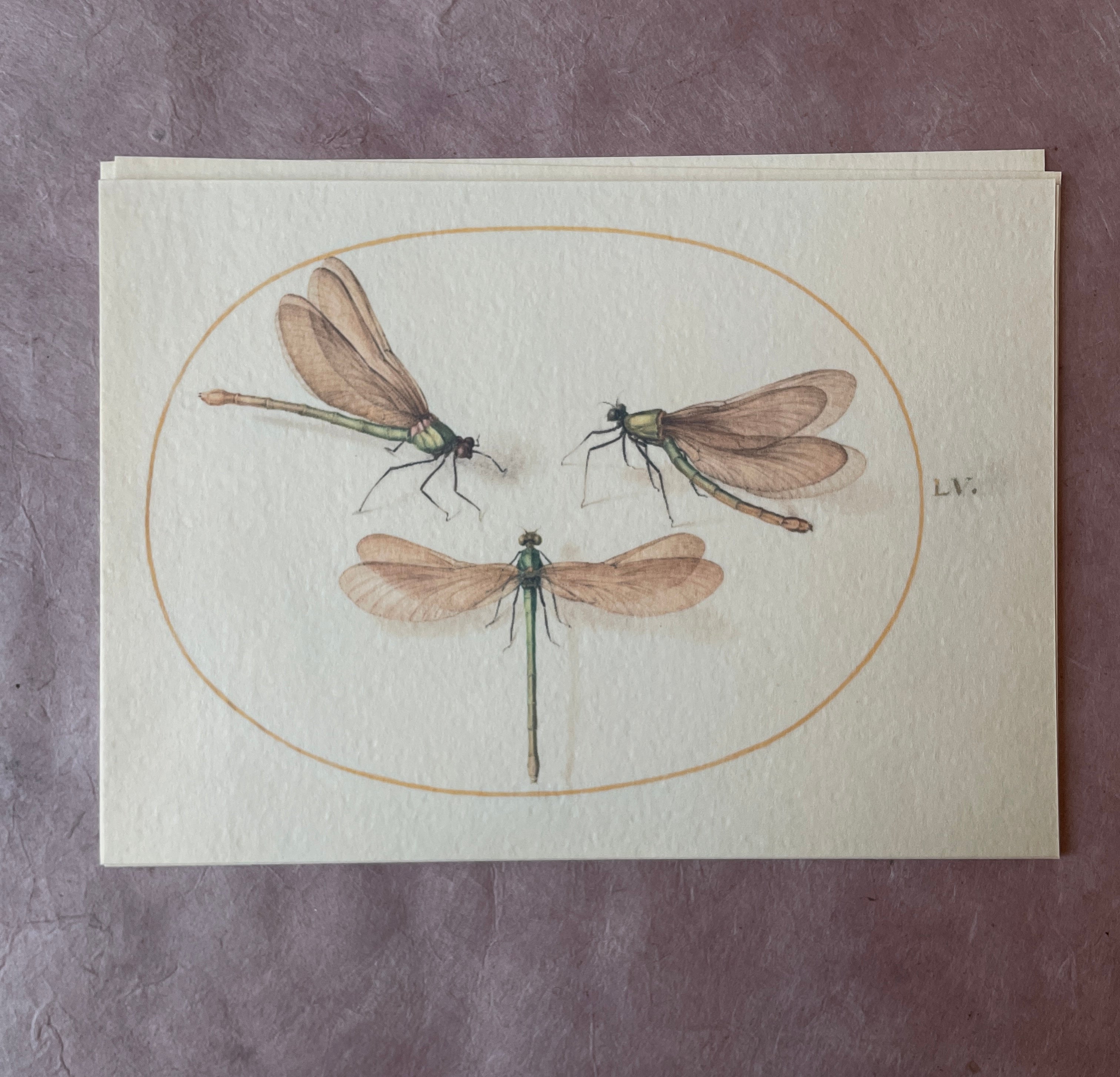 Insecta Art Cards - PARCEL