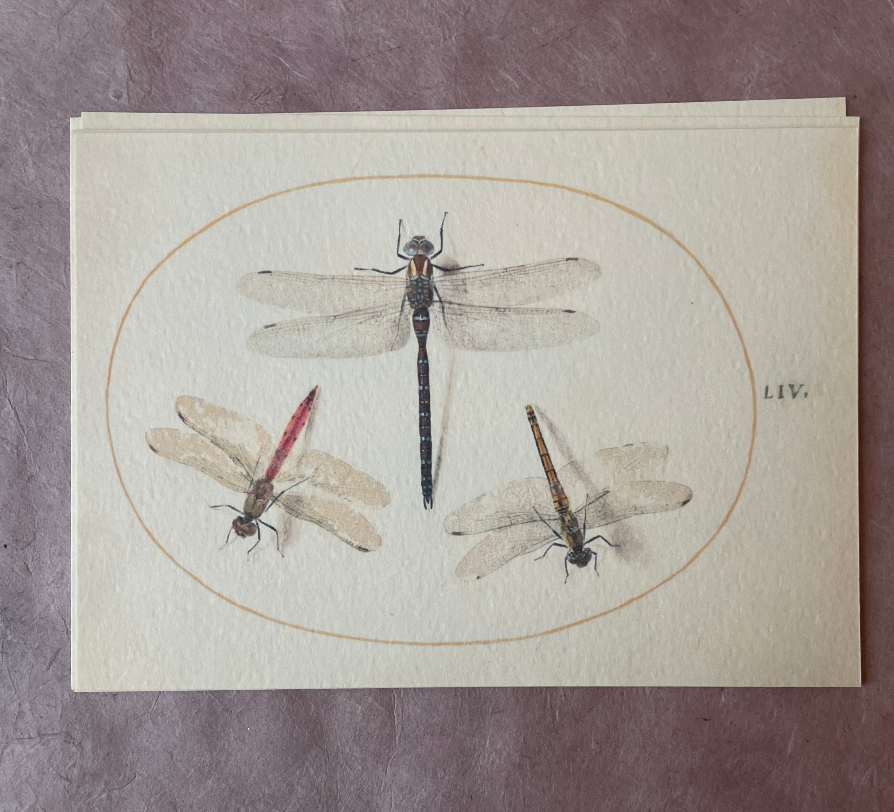 Insecta Art Cards - PARCEL