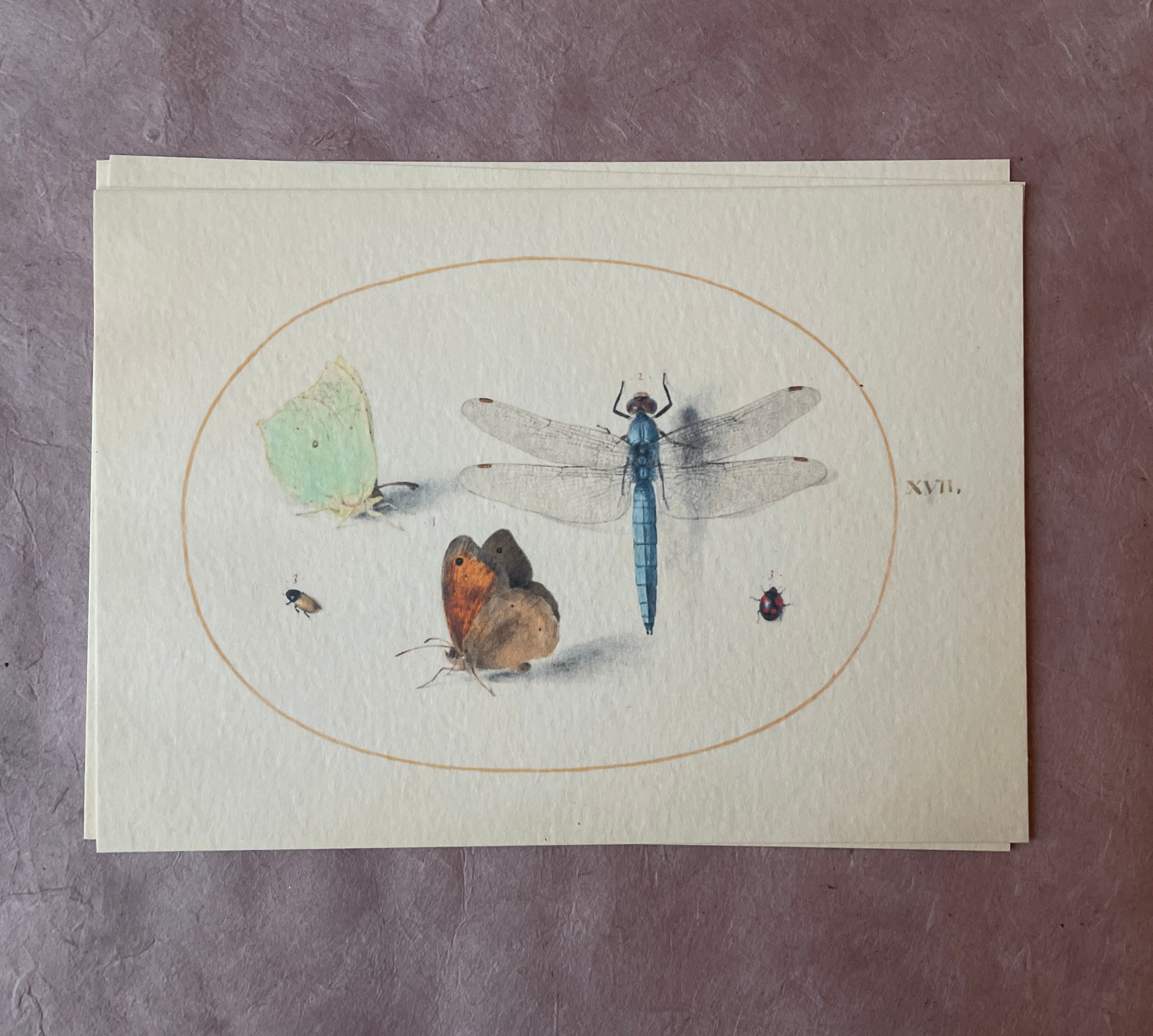 Insecta Art Cards - PARCEL