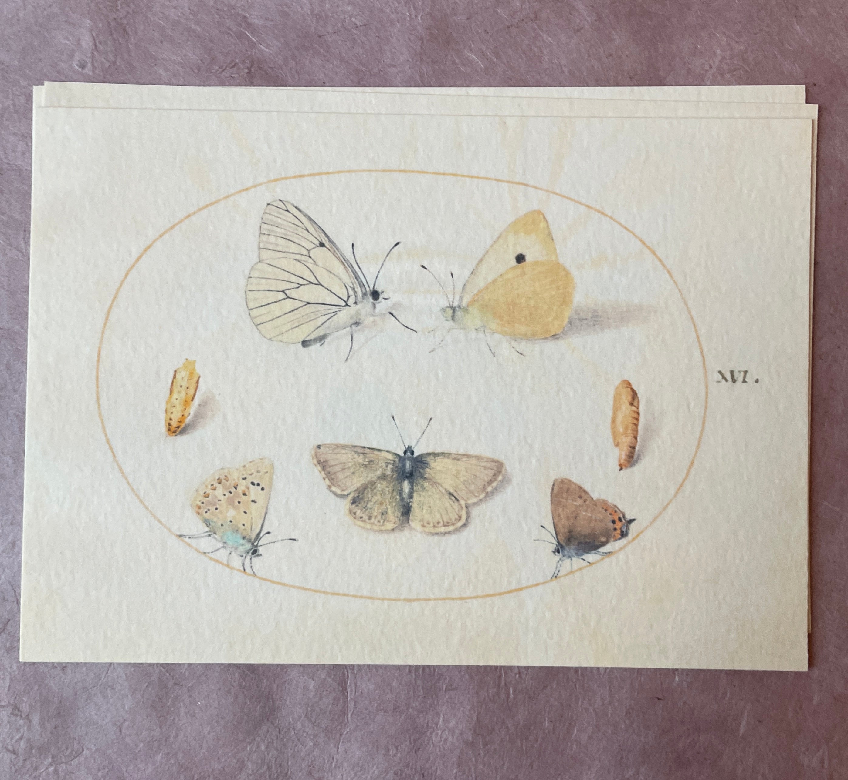 Insecta Art Cards - PARCEL