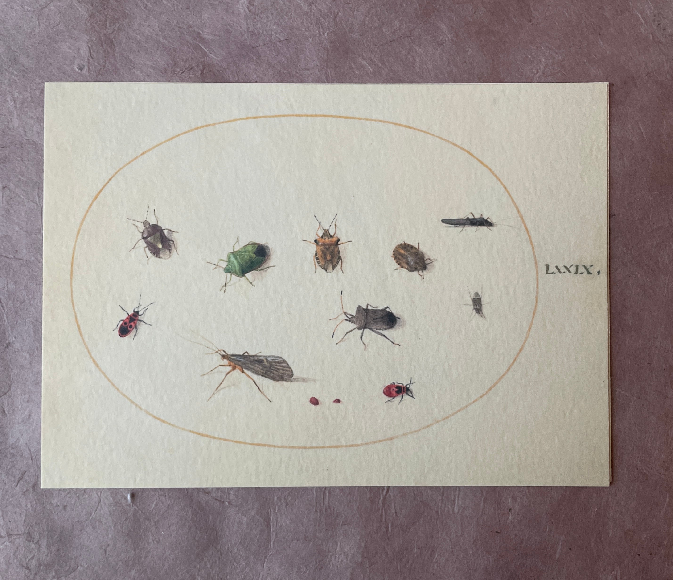 Insecta Art Cards - PARCEL