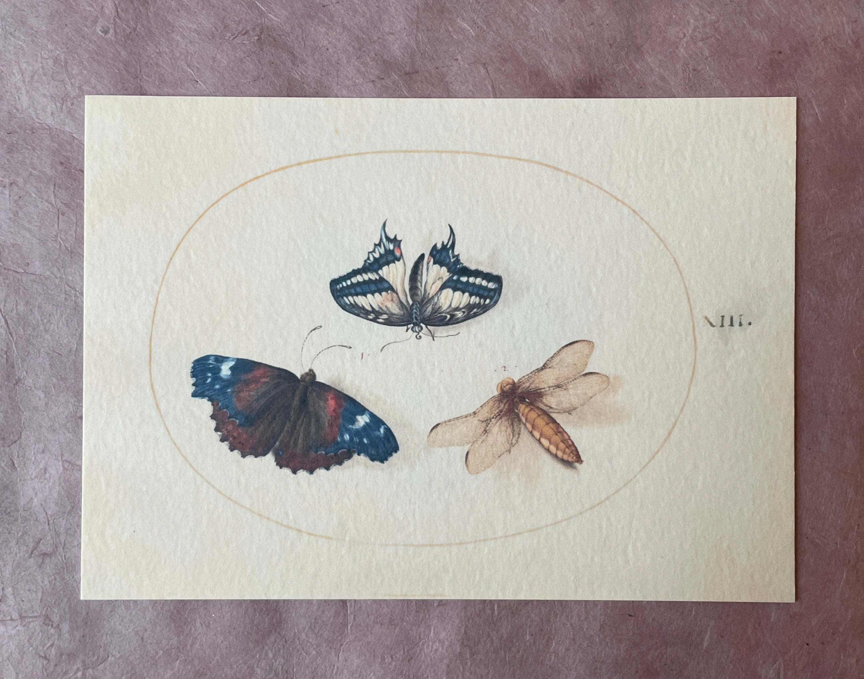 Insecta Art Cards - PARCEL